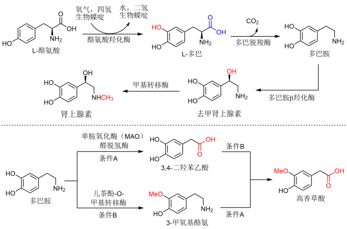 传递快乐的分子—多巴胺